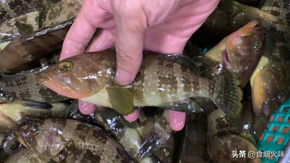 黃鰭鯛多少錢一斤(懂海鮮的人到菜市場就買這8種魚) - 價格百科