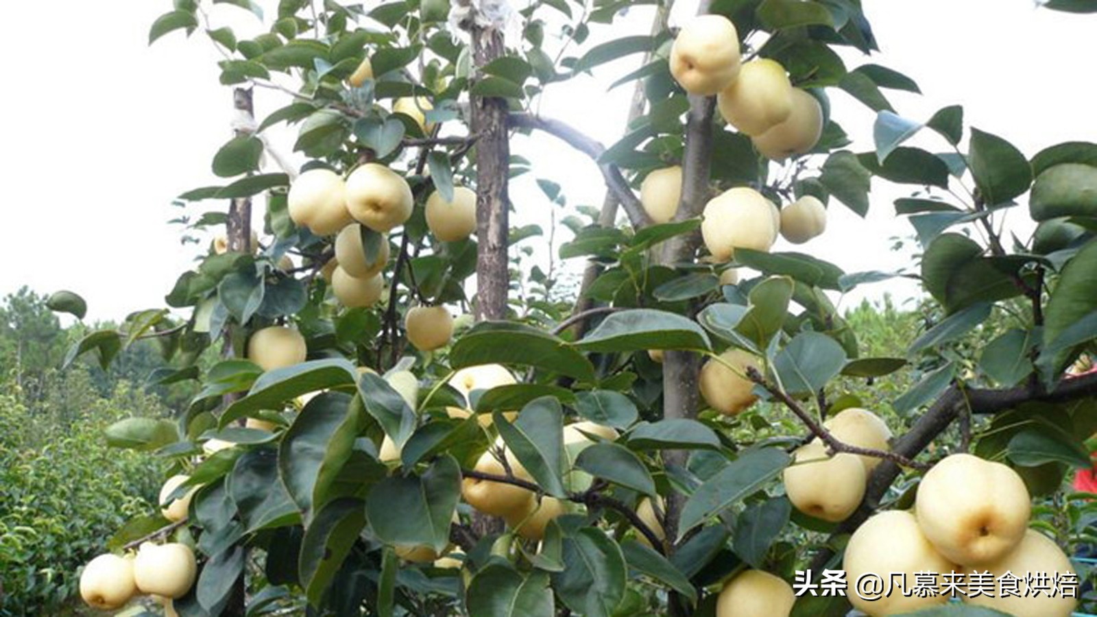 适合送礼的唐山特产（河北唐山有什么特产送人）