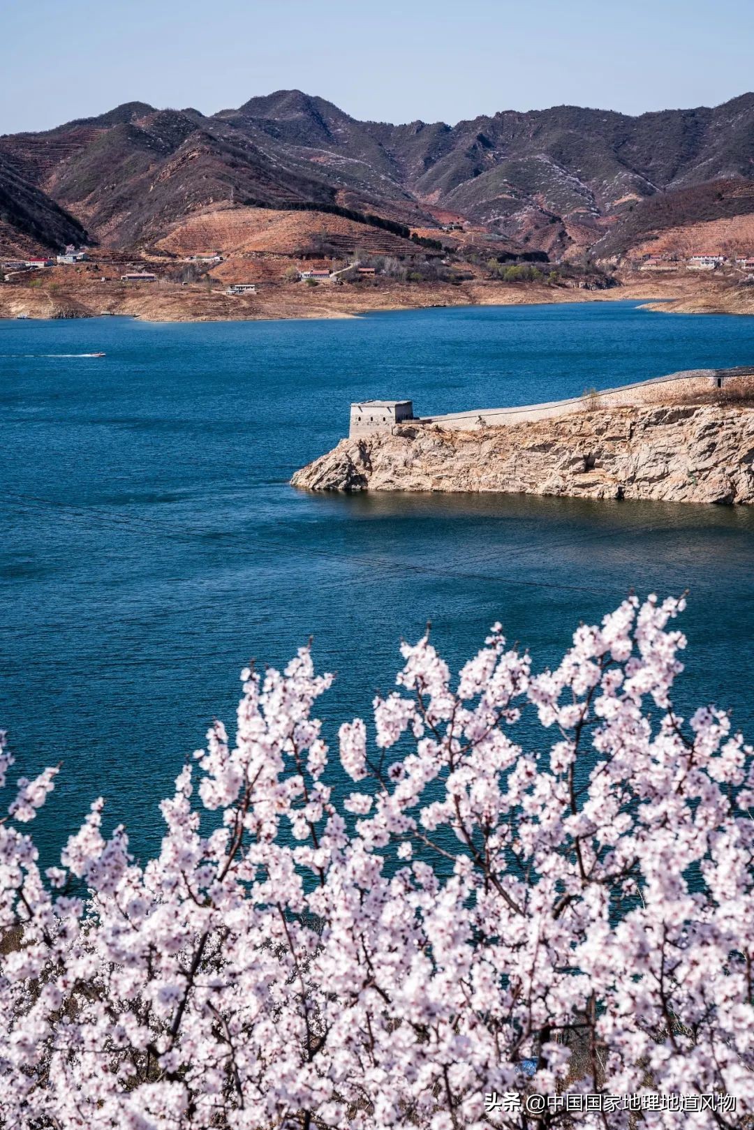 小白杏、大接杏、水蜜杏......中国到底哪里的杏子最好吃？