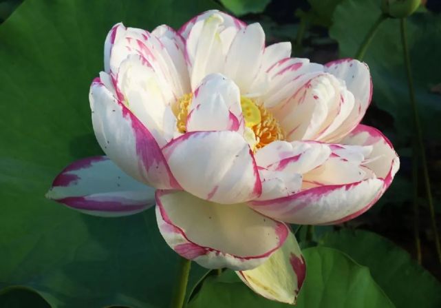 最全荷花品种图鉴丨没想到荷花也有这么多品种,多到颠覆认知