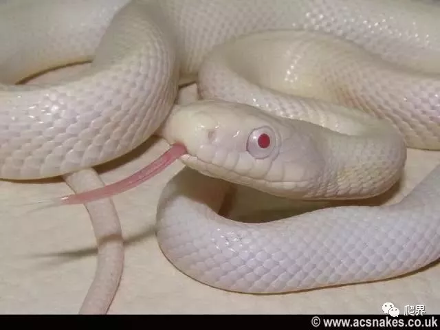 白色蛇是什么蛇(被称作白娘娘的鼠蛇)