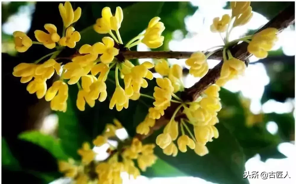 万紫千红的百花汇（百花汇中富含诗意的花）