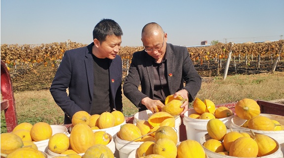 陕西蒲城县：瓜蒌成为村民的“金蛋蛋”