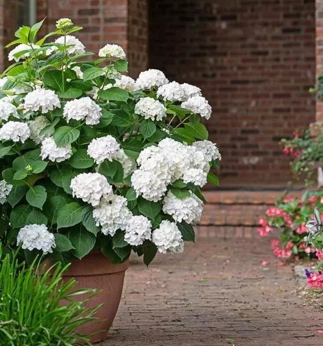 绣球花品种名大全,77种绣球图鉴,欢迎花友们来补充