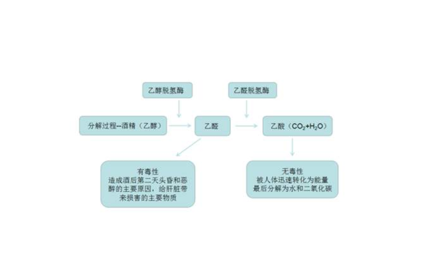 酒精进入人的身体后会发生什么？明白它的原理后，你还会喝酒吗？