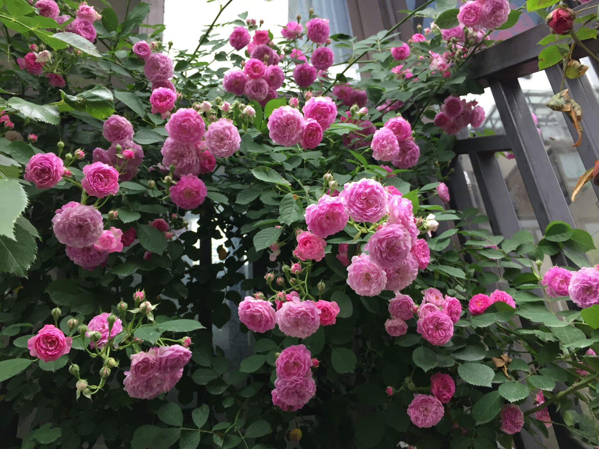 蔷薇“十姐妹”,开花超级多,能开成花墙,养护容易,南北都能种