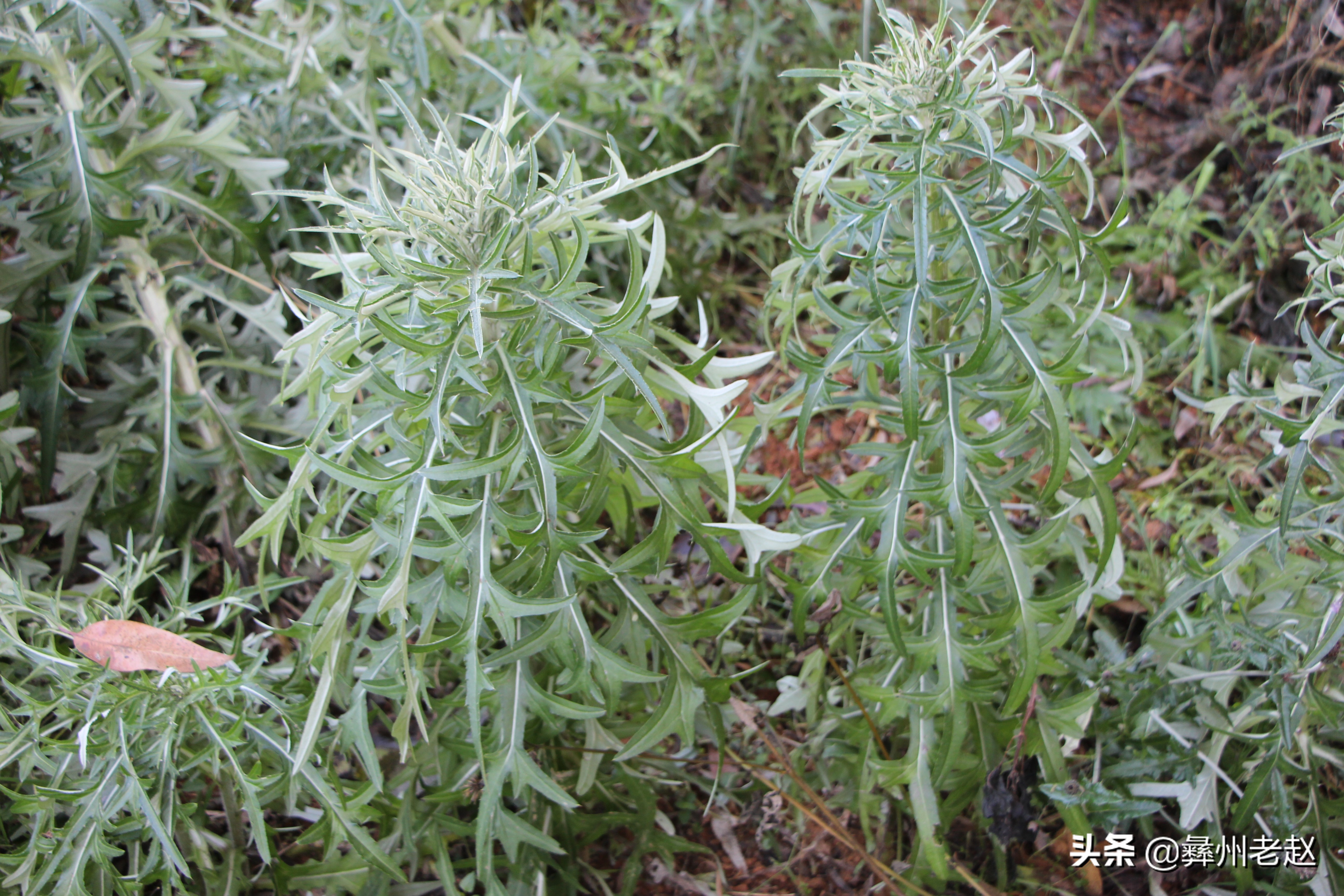 人工栽培的马刺根该如何施肥?增产的关键:施好5种肥