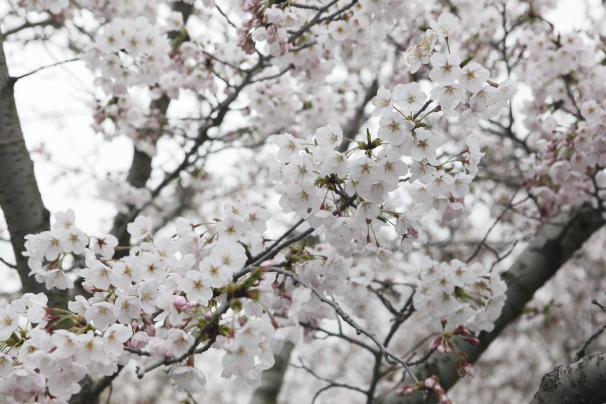 日本晚樱花期开花多久（带你认识超好看的樱花品种）