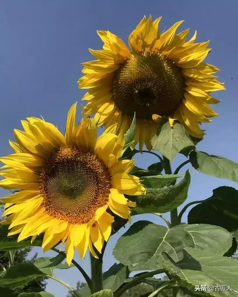 万紫千红的百花汇（百花汇中富含诗意的花）