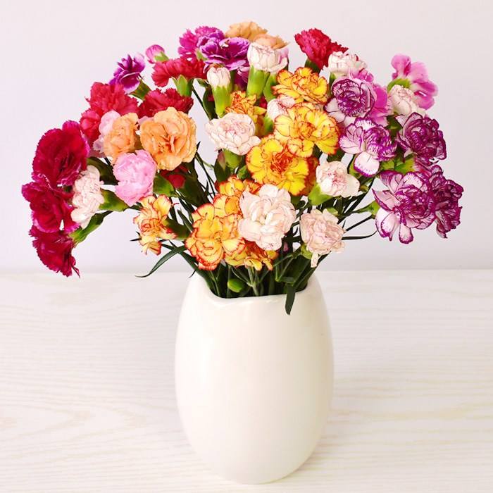 送棉花花束什么意思（32种鲜切花对应的花语）
