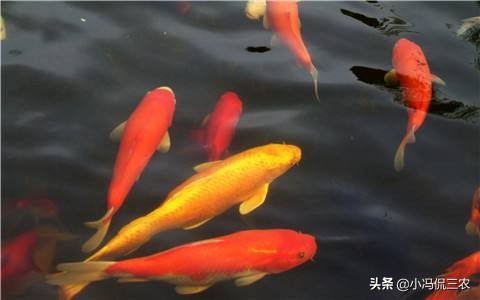 新手饲养锦鲤技巧：提高锦鲤存活率，减少锦鲤疾病发生