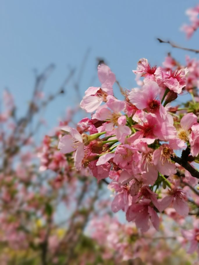 浓烈芬芳  春风十里赏花路  徜徉在广州海珠湿地的花海之中