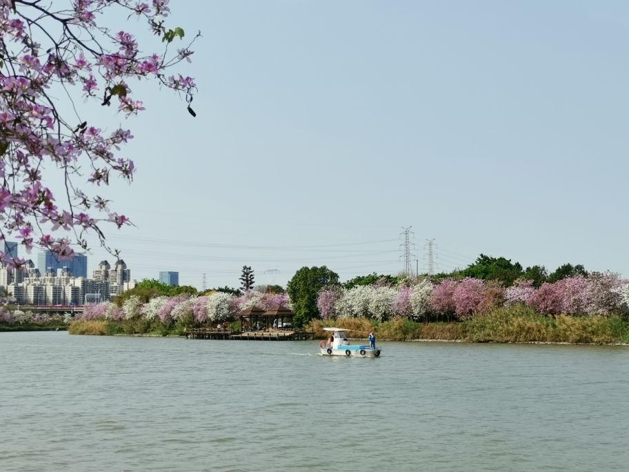 浓烈芬芳  春风十里赏花路  徜徉在广州海珠湿地的花海之中