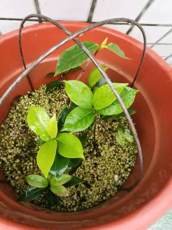 杜鹃茶花插不活,枝条在泥巴里打个滚,大白根呼呼长,新芽猛冒!