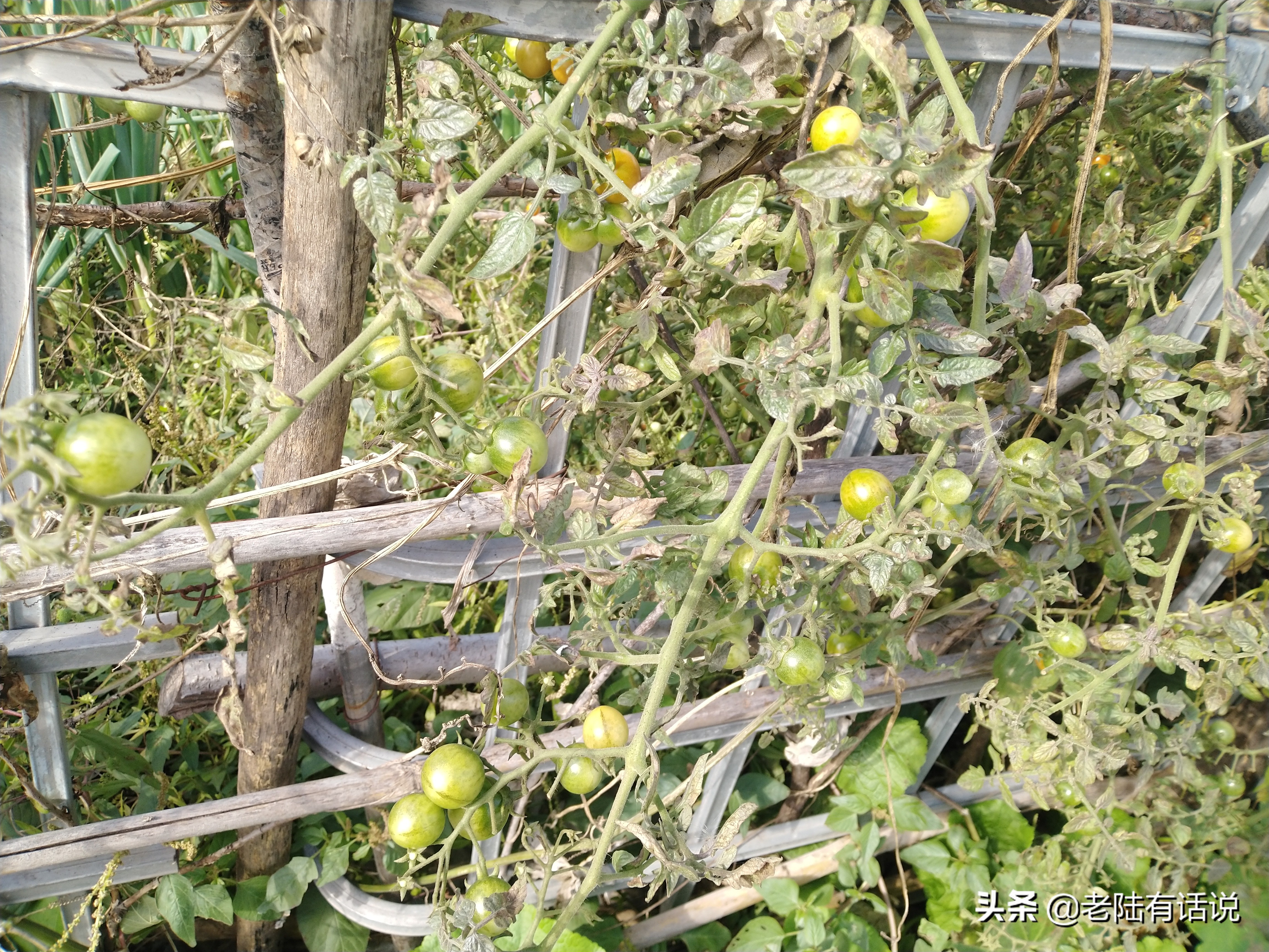 我的城市小菜园，我的田园之梦，金秋收获绿色食品