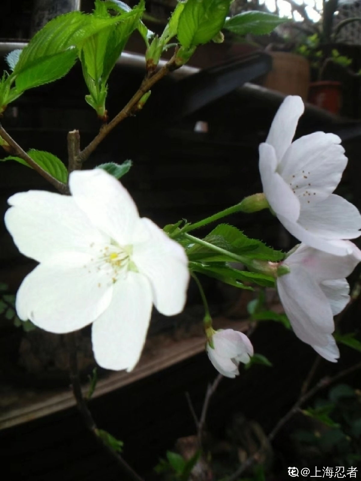 日本晚樱花期开花多久（带你认识超好看的樱花品种）