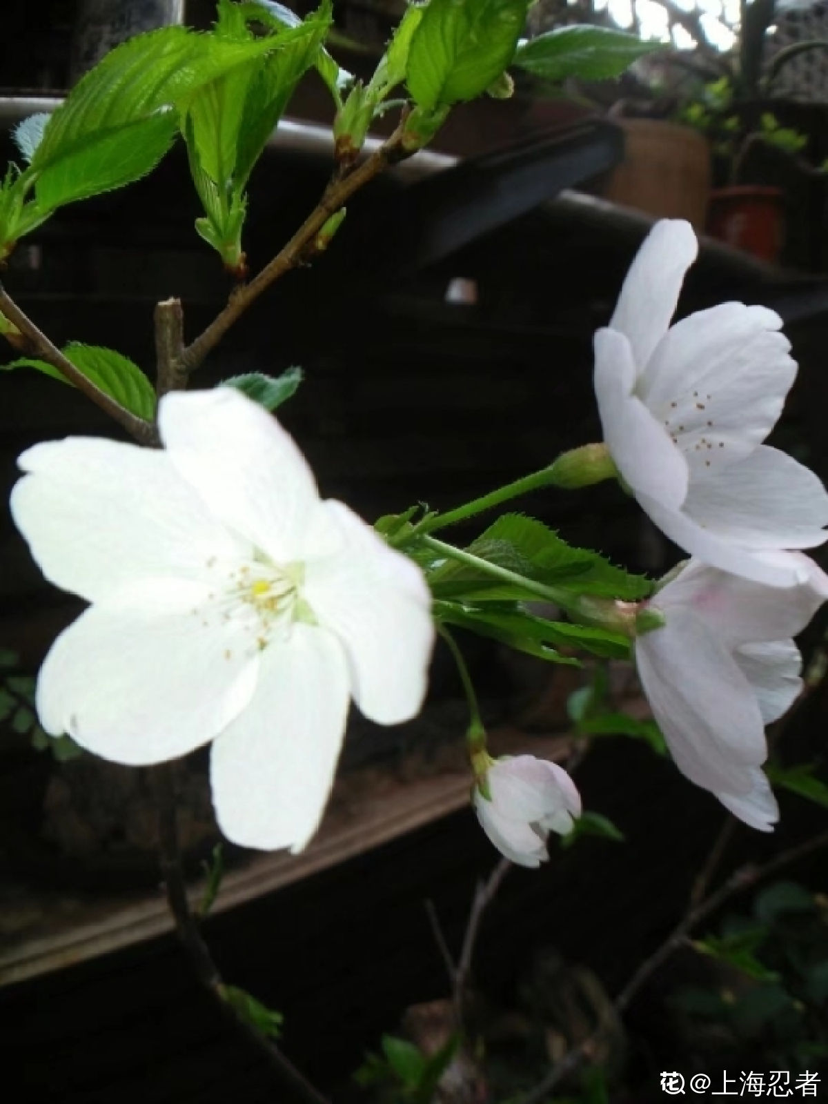 日本晚樱花期开花多久(带你认识超好看的樱花品种)