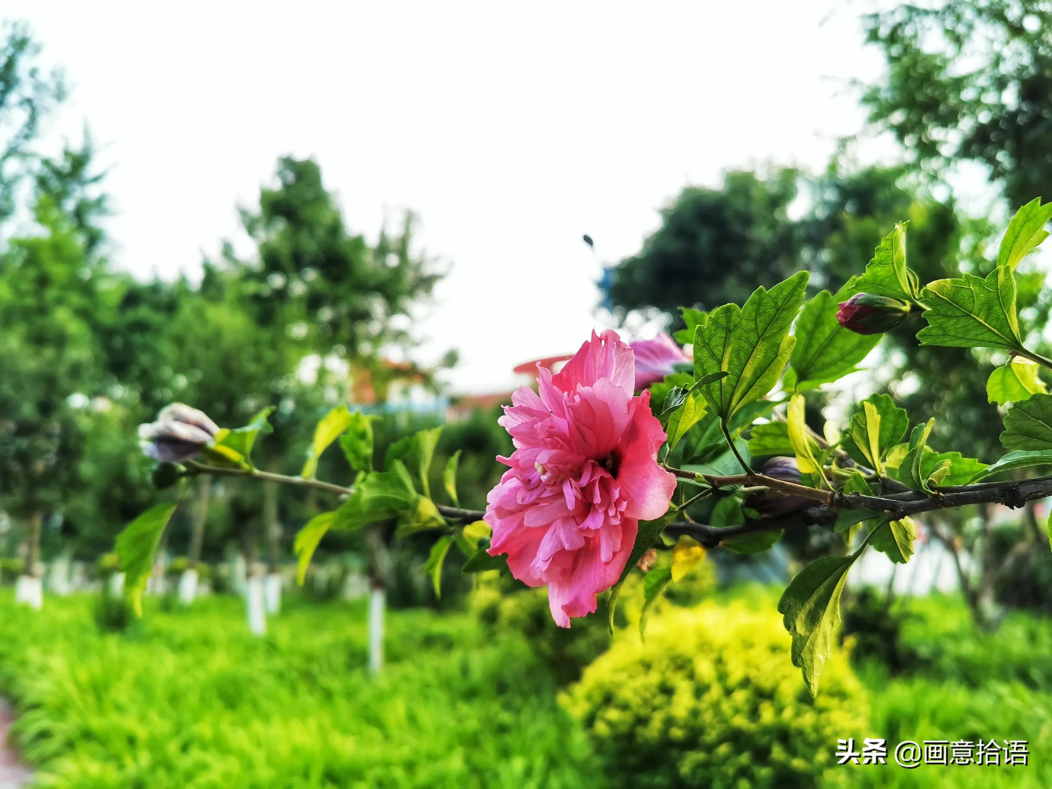 诗词鉴赏｜骄阳炙热昼绵长，树下林荫宜纳凉