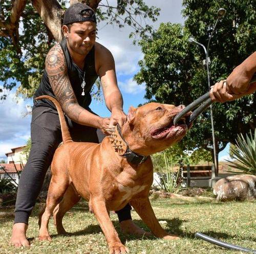 了解禁养的比特犬,告诉你关于它的几个小知识