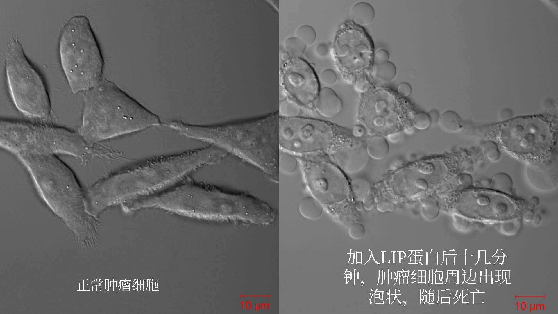 中国科学家在“活化石”中找到明星分子