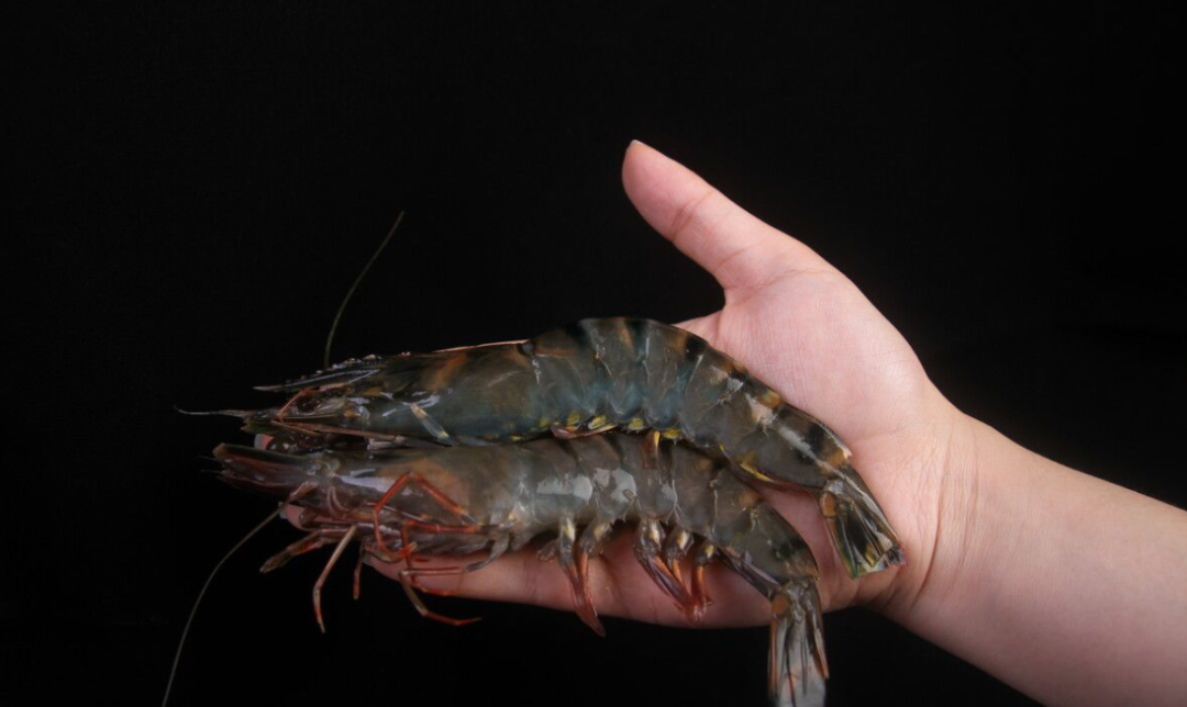 跟手臂一样粗的亚洲虎虾,比亚洲鲤鱼还猛,美国人全然无计可施