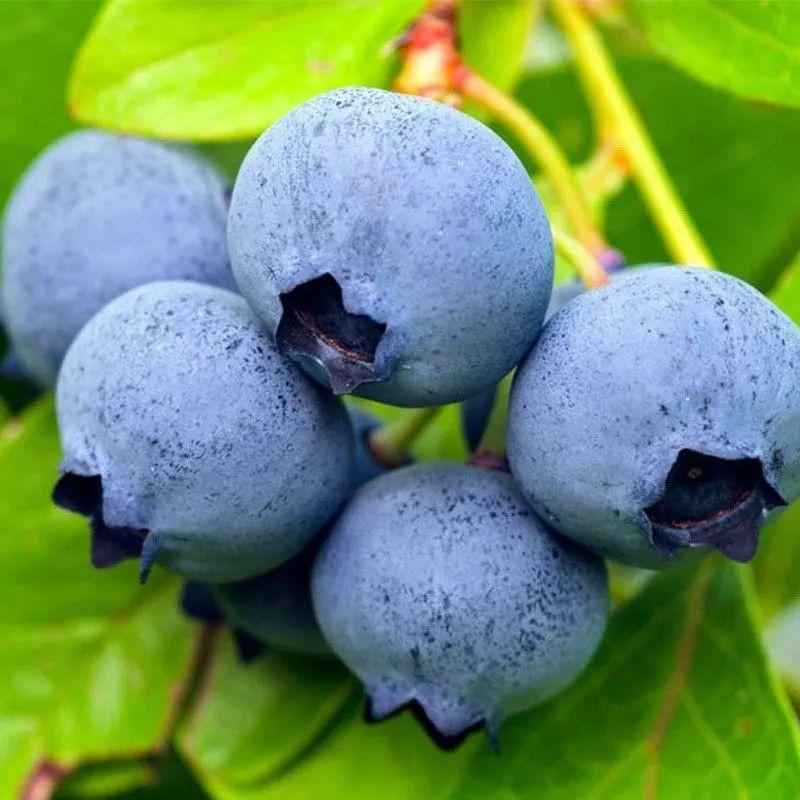 蓝莓苗耐寒零下多少度（推荐6种耐寒又好养的蓝莓苗）