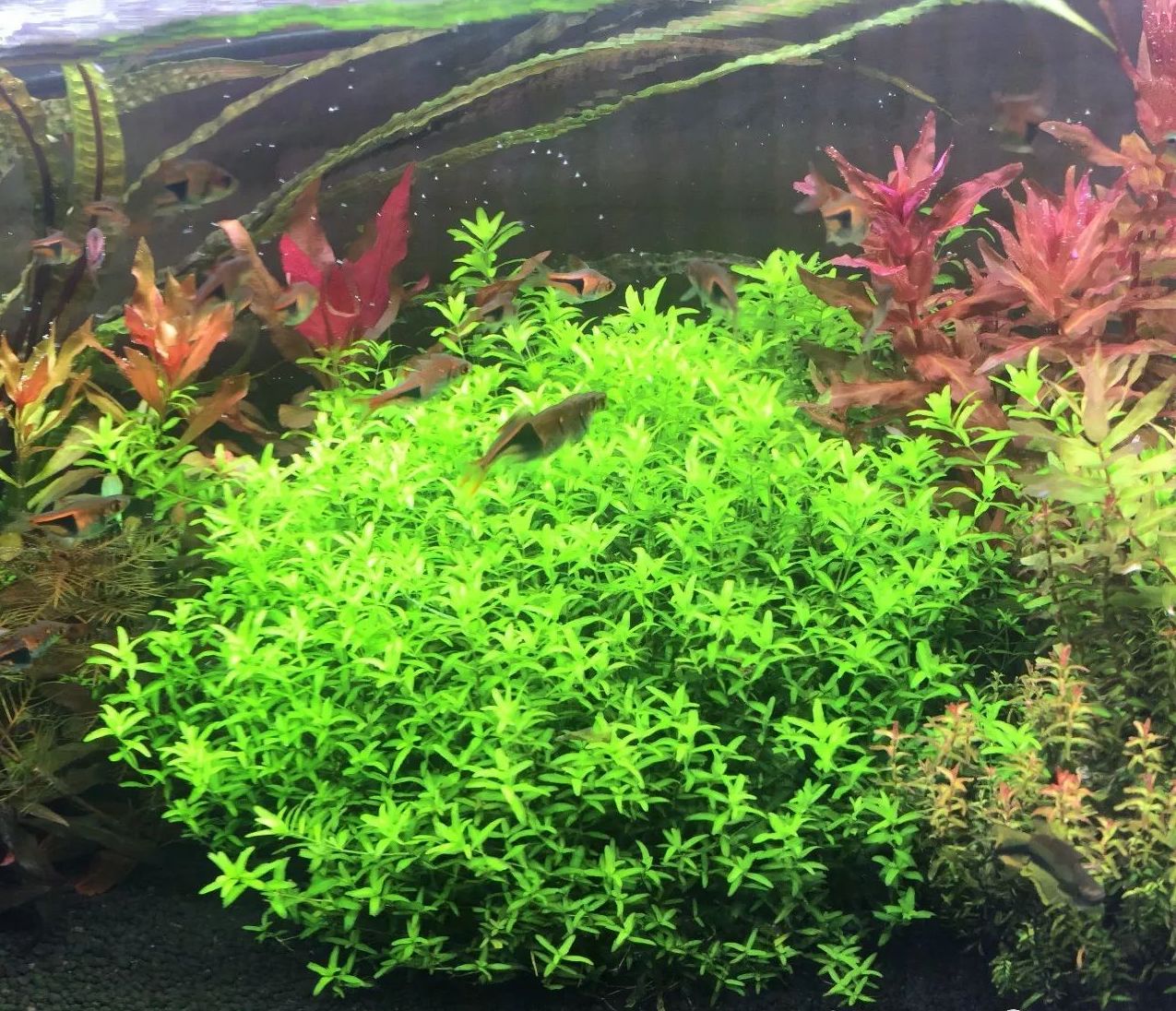 珍珠草图片和功效作用(适合新手小白尝试的水草种类)