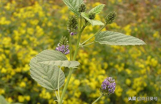 每日一药——破故纸