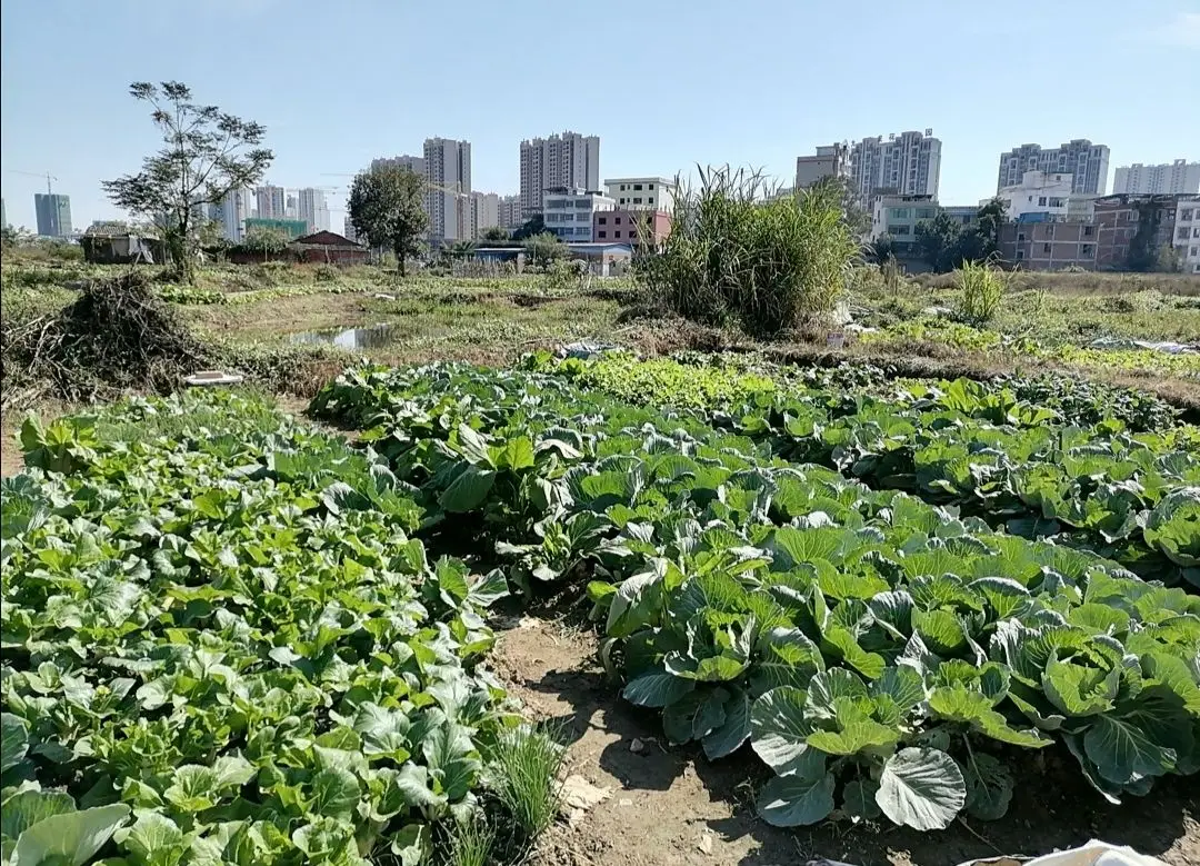 致富种植业有哪些（赚钱种植项目分享）