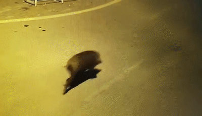 网红狐狸、学霸孔雀……当野生动物“打卡”大学校园