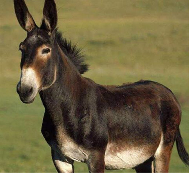 相传神农架出现驴头狼,偷吃家畜,伤害村民,它到底是什么物种?