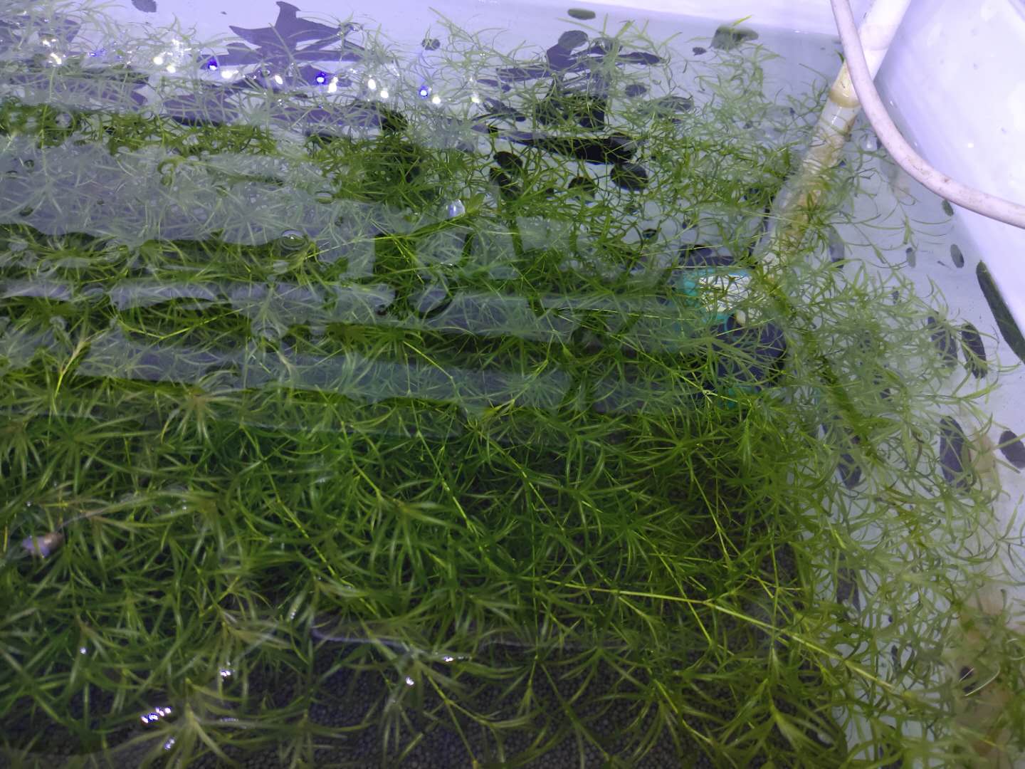 小金鱼苗也要爆缸了,刚出生的金鱼苗还没有蚊子大,我都忘了