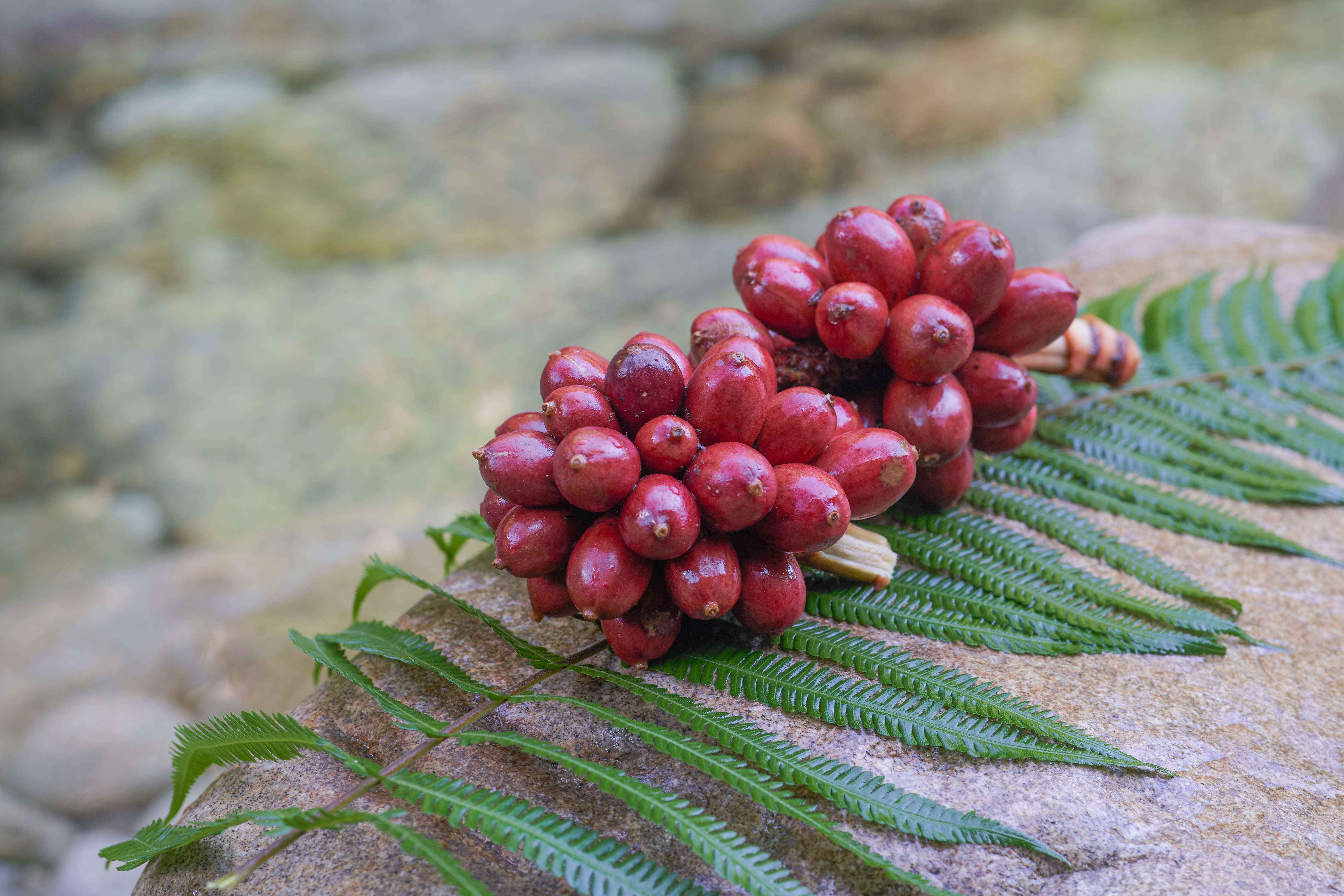 何为草果?缘何它会成为香料中的"当红明星"?我们可用它干啥?