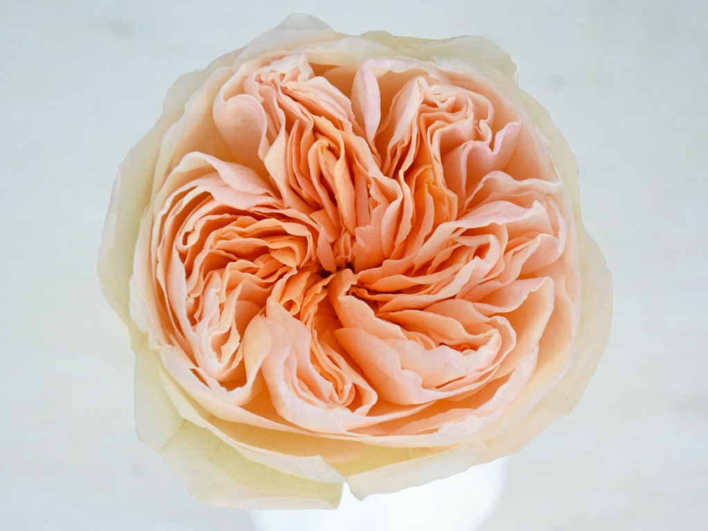 八种著名的玫瑰花，她们的名字，以及颜色包含的寓意