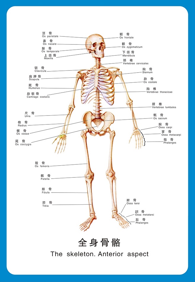 火葬场火化是一个什么样的过程，骨灰最终会变成什么？