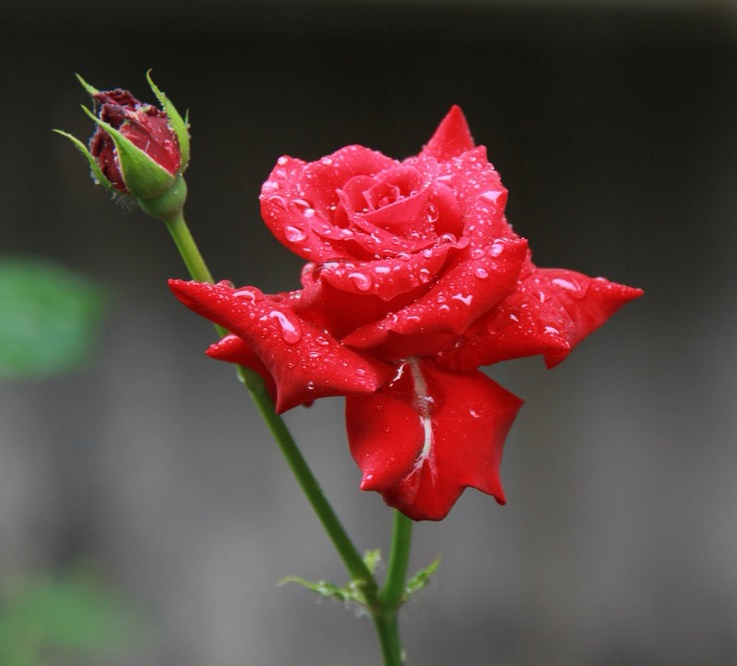 雨中花（七言绝句）