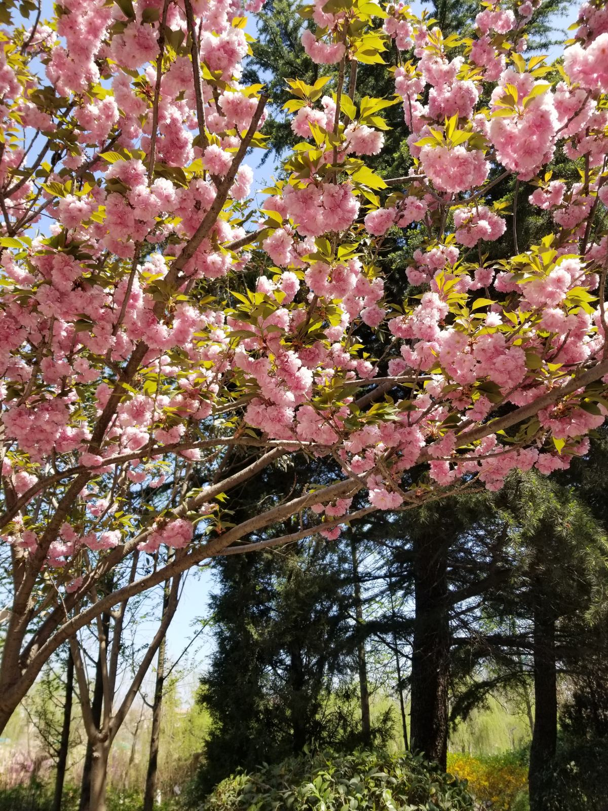 日本晚樱花期开花多久（带你认识超好看的樱花品种）