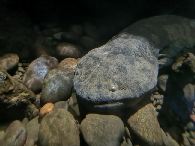 娃娃魚是指,娃娃魚是指什么魚