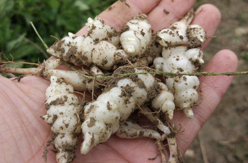 30元1斤的"人参菜",被称为"宝塔菜",看着像野草,不起眼!