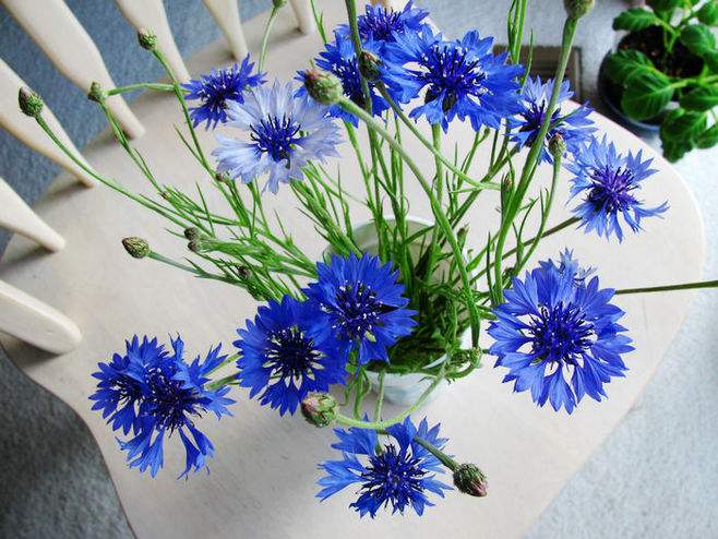送棉花花束什么意思（32种鲜切花对应的花语）
