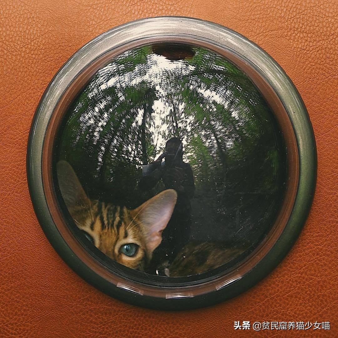 想养一只豹猫，却不知道豹猫是否真的适合你，这篇告诉你