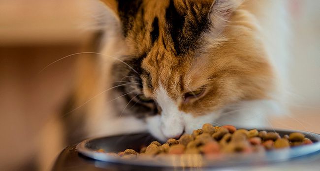 常见的7种食物，对猫咪身体有好处，关键还不贵