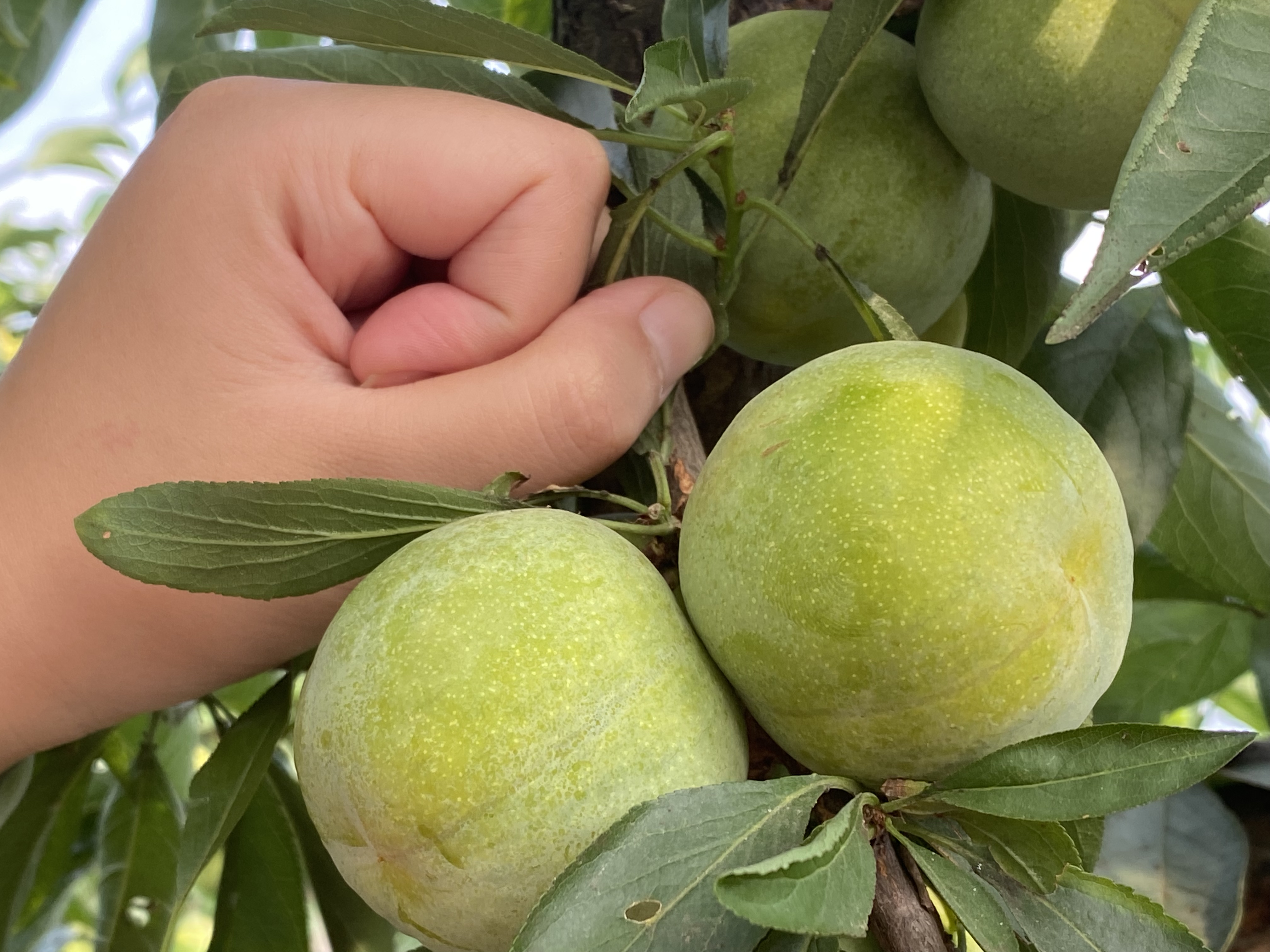 晚熟李子品种有哪些(5种优质晚熟李子树苗品种介绍)