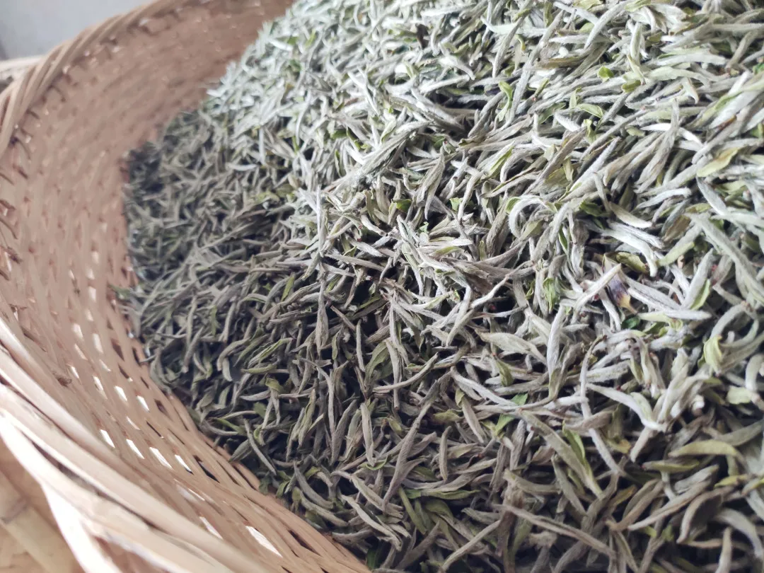 这些茶香味你感受过吗？（上）新白茶香气你喜欢哪种？吾雨茶课堂