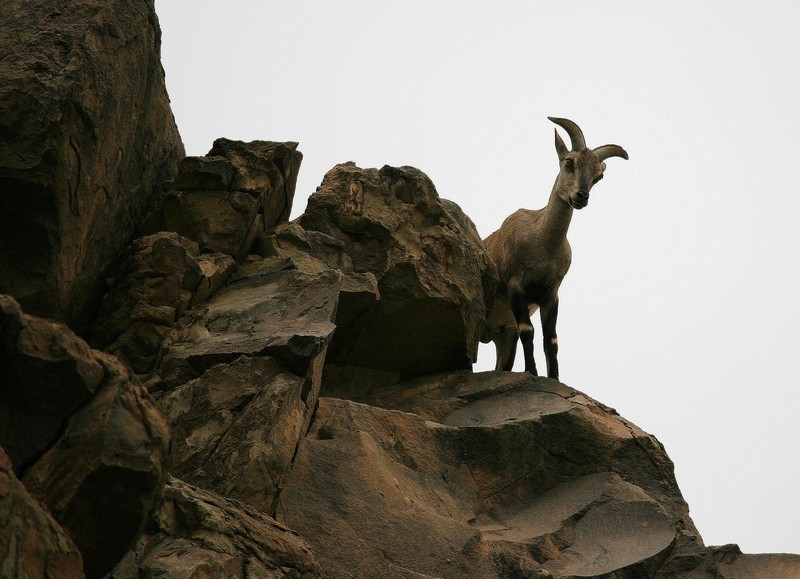 属于羊亚科羊族岩羊属岩羊种,又被称为「崖羊」,「青羊」,「石羊」