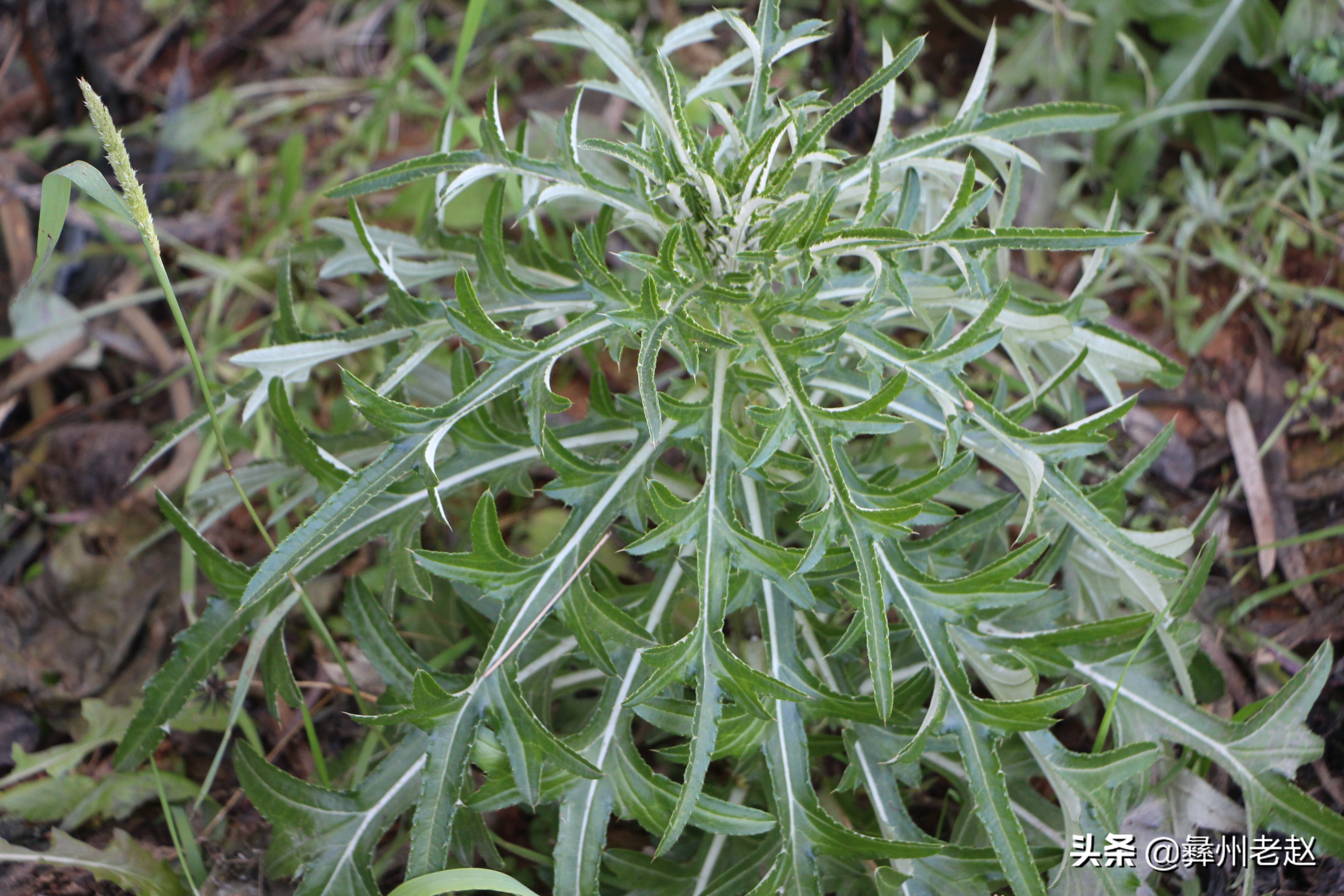 人工栽培的马刺根该如何施肥?增产的关键:施好5种肥