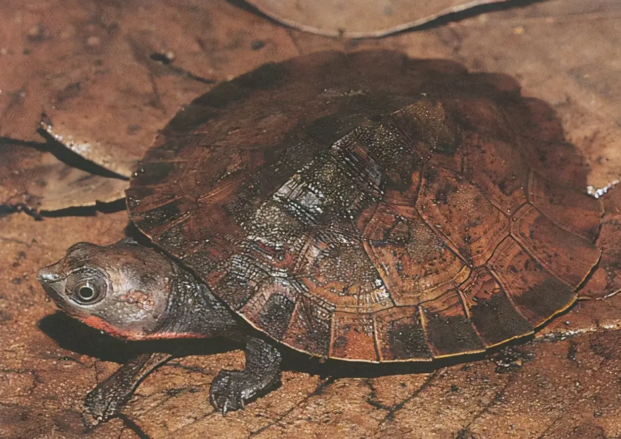 乌龟的种类图片及名称（乌龟的品种图片）