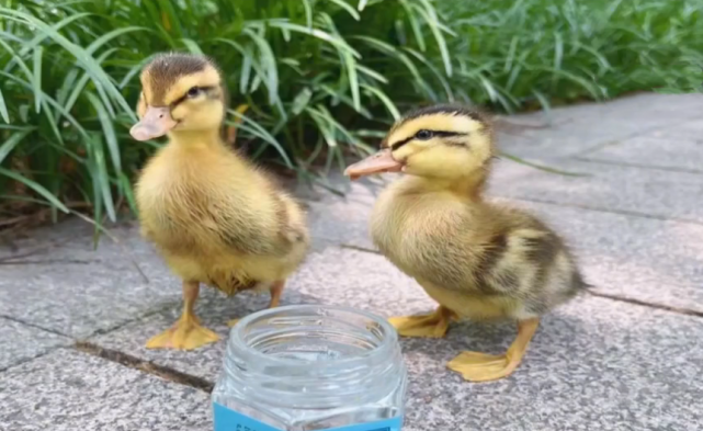 杭州男子买鸳鸯却养成了鸭子,店主:这是鸳鸯鸭!两者有什么不同
