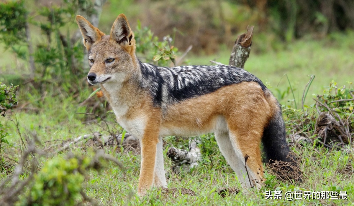 因為所有犬科動物裡面,有實力的種族並不多,像北美灰狼那樣能跟貓科一