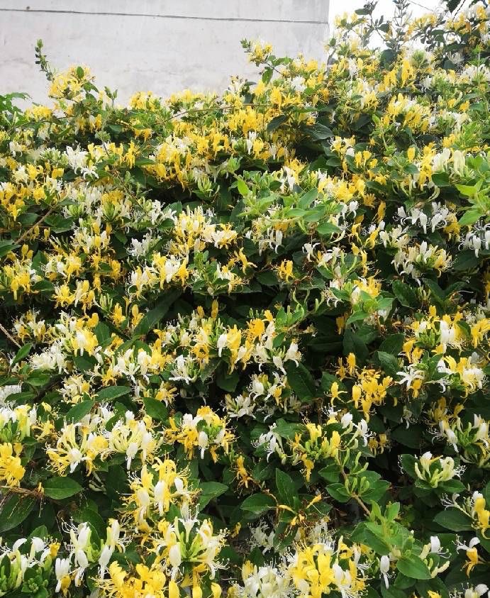 盆栽金银花种植技术（做三步一年长成漂亮的盆景）